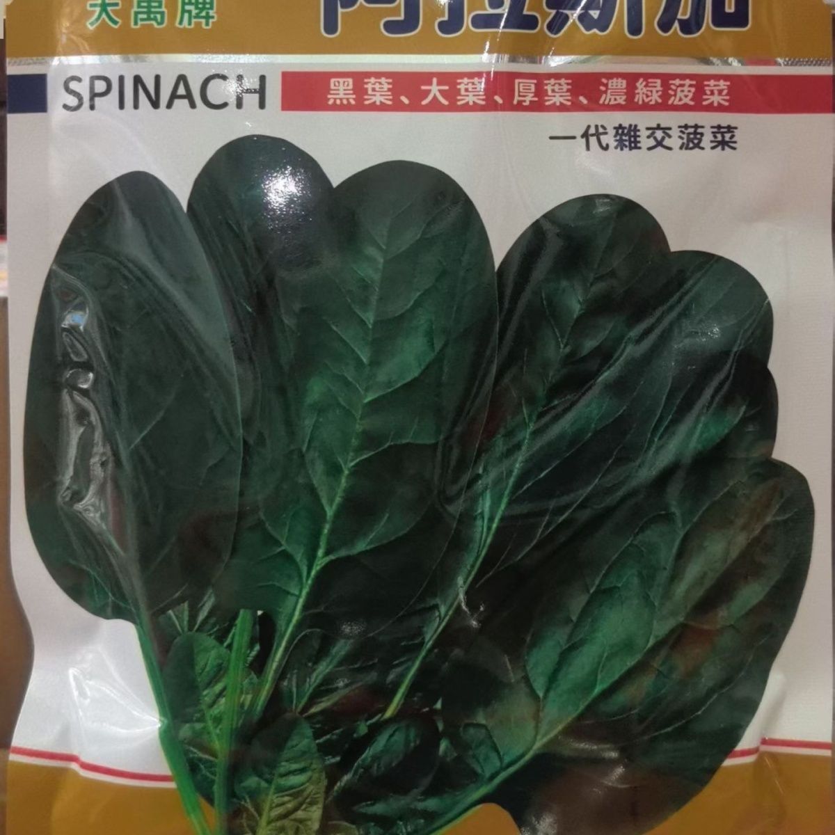 一代杂交阿拉斯加菠菜种子大田专用菠菜种子高产耐热耐寒蔬菜种子