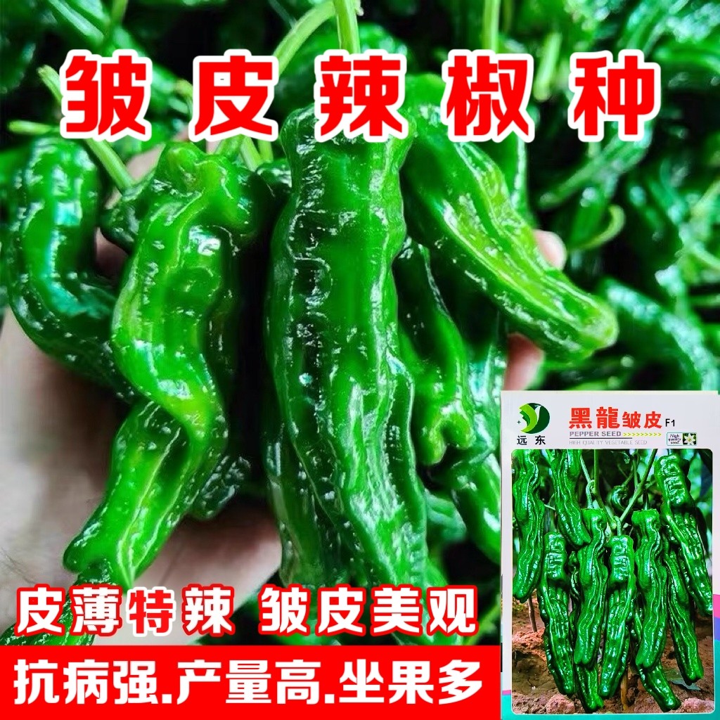 安徽小皱皮辣椒黑龍皱皮超辣辣椒种子皮薄脆辣抗病高产蔬菜种子籽