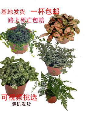 迷你霹雳网纹草景观盆景观赏生态