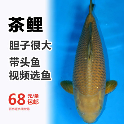 锦鲤 金鱼 活体日本纯种茶鲤锦鲤观赏鱼 风水鱼丹顶锦鲤鱼冷水鱼