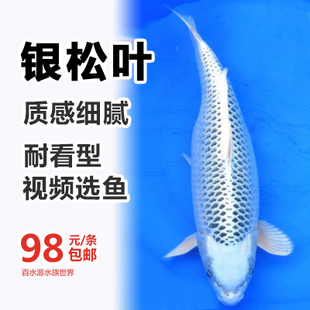 百水源水族世界 银松叶锦鲤 观赏鱼 风水鱼 冷水鱼