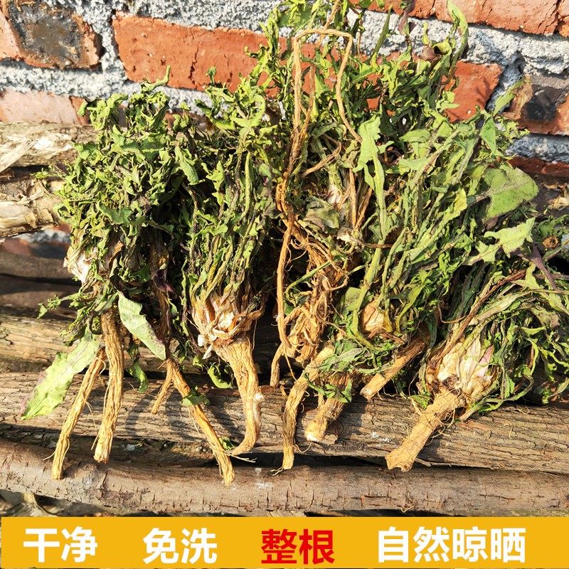 蒲公英茶中药晒干整株带根干货甫公英根特级野生婆婆丁浦公英
