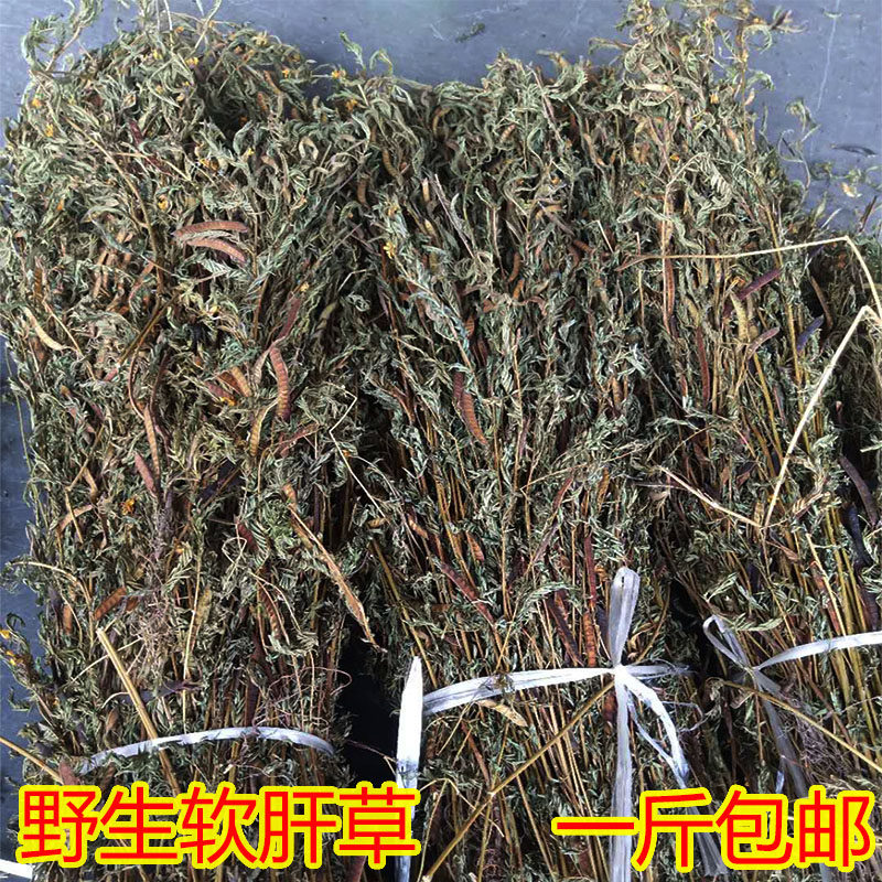 新货野生中药材软肝草 铁甲草 益肝草 含羞 草500克包邮