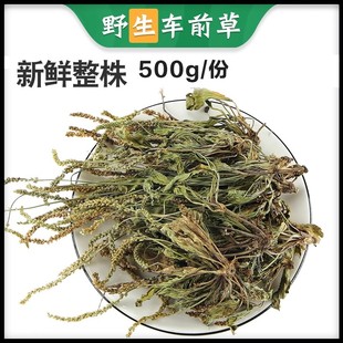 车前草干货田冠草中药材500g袋泡茶新鲜野生车钱草泡茶水喝车前子