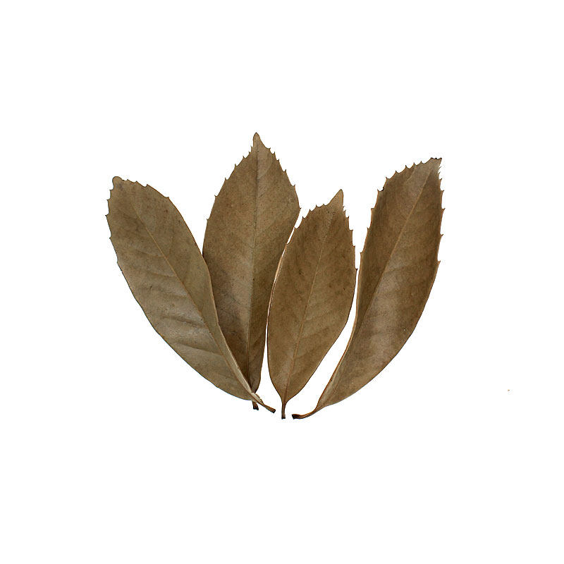 枯树叶 阔叶树叶 甲虫饲养箱生态布景垫材 爬虫箱垫材 昆虫生态瓶