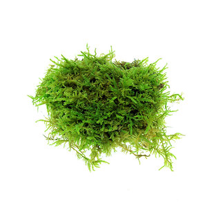 苔藓 天然干苔藓独角仙甲虫宠物爬虫保湿 垫材 乌龟 角蛙过冬