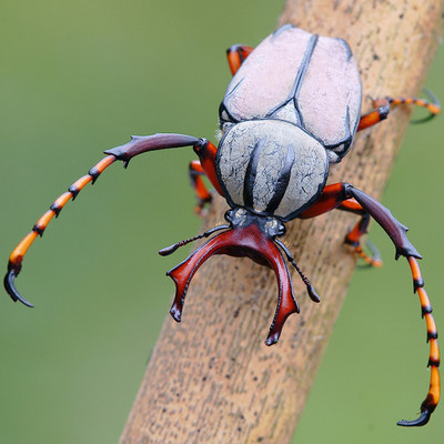 花金龟 相关商品 价格 图片 优惠券 花金龟相关淘宝天猫折扣查询 淘优券