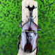 独角仙宠物甲虫成虫幼虫新手套餐巨型超大个体兜虫活体锹甲花金龟