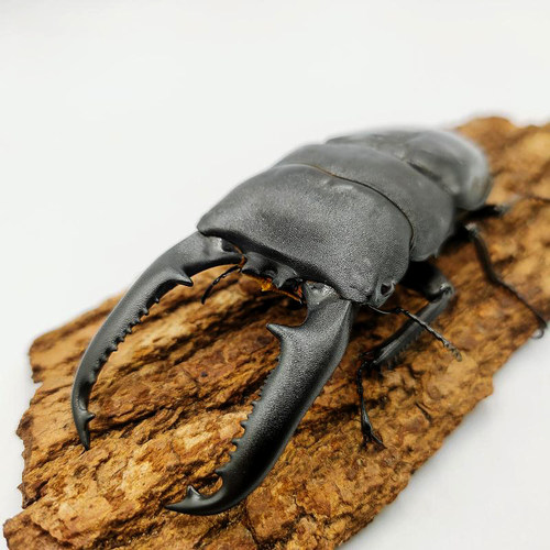 独角仙活体质量怎么样 独角仙活体口碑怎么样 小麦优选