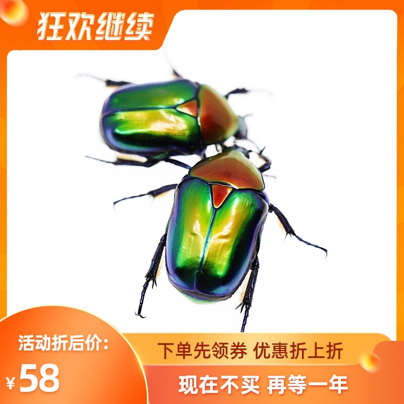 美丽星花金龟 宝石甲虫活体独角兽宠物兜虫成虫幼虫小宠乐园昆虫