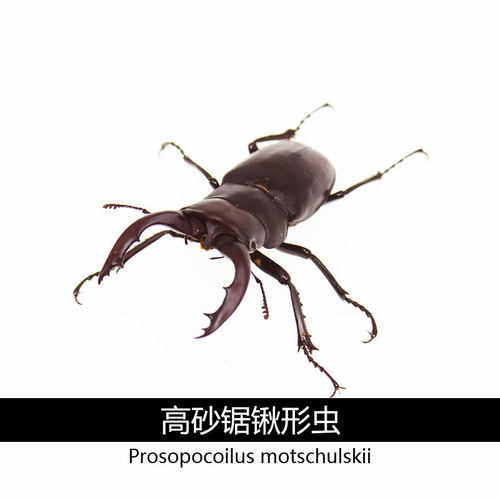 沉醉兜锹质量怎么样 沉醉兜锹口碑怎么样 小麦优选