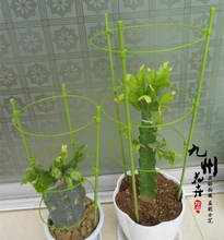 爬藤架铁线莲固定绿萝仙人掌花支架1