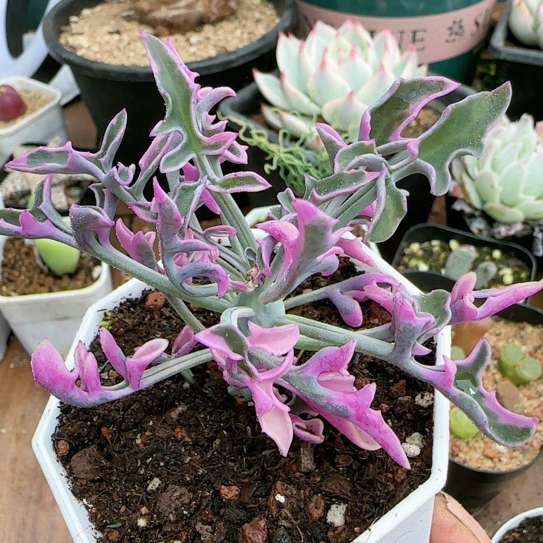 七宝树锦,鲜花速递/花卉仿真/绿植园艺,多肉植物,淘宝优惠券,粉丝福利购,淘宝优惠卷