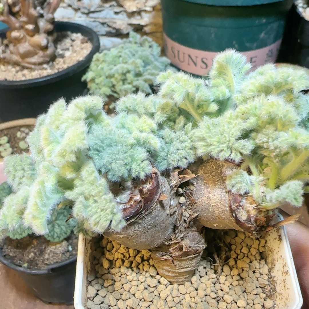 5年6cm羽叶洋葵,鲜花速递/花卉仿真/绿植园艺,多肉植物,淘宝优惠券,粉丝福利购,淘宝优惠卷