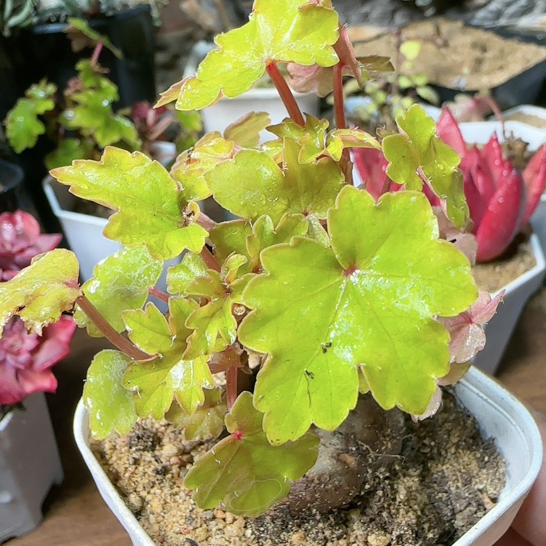 3.3cm5年开普敦秋海棠