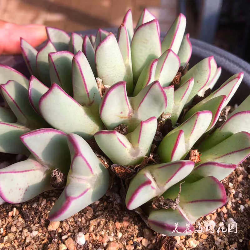 多肉植物红小袖大将肉锥少将稀有大群红小秀花卉绿植盆栽创意生活
