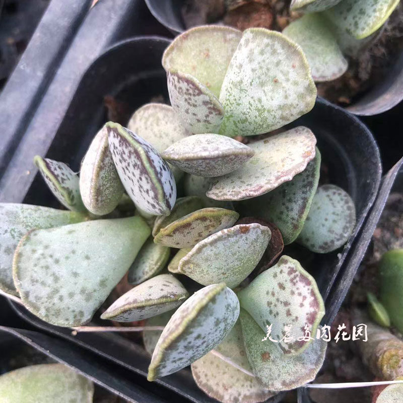 多肉植物天锦章水泡花卉绿植盆栽创意生活新手套餐阳台可爱萌