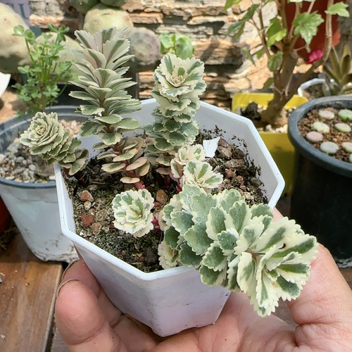 亚特兰提斯锦