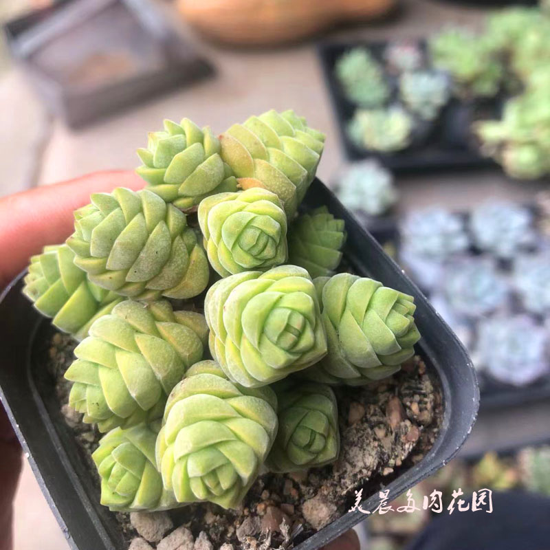 多肉植物绒塔青锁龙属花卉绿植盆栽创意生活新手套餐阳台可爱萌