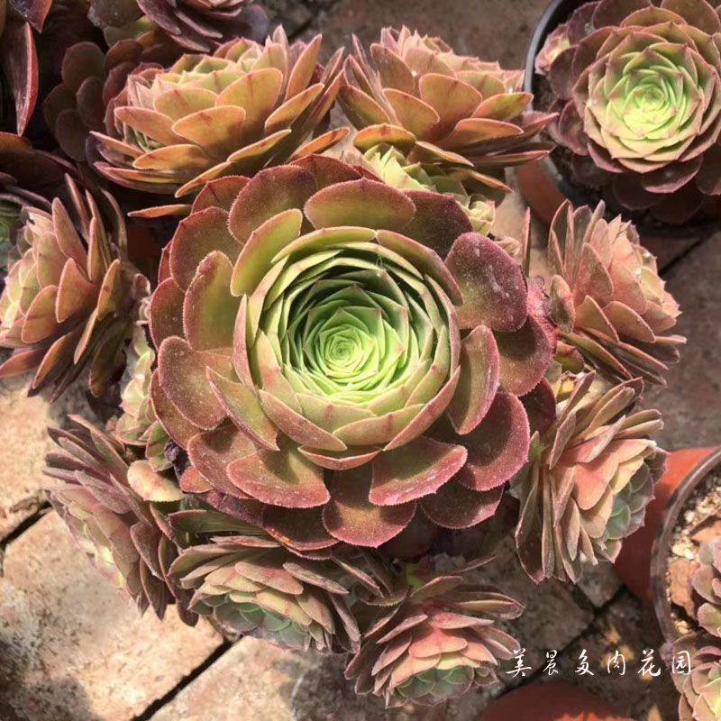多肉植物万圣节法师沙拉碗法师捧花老桩群生花卉绿植盆栽阳台创意