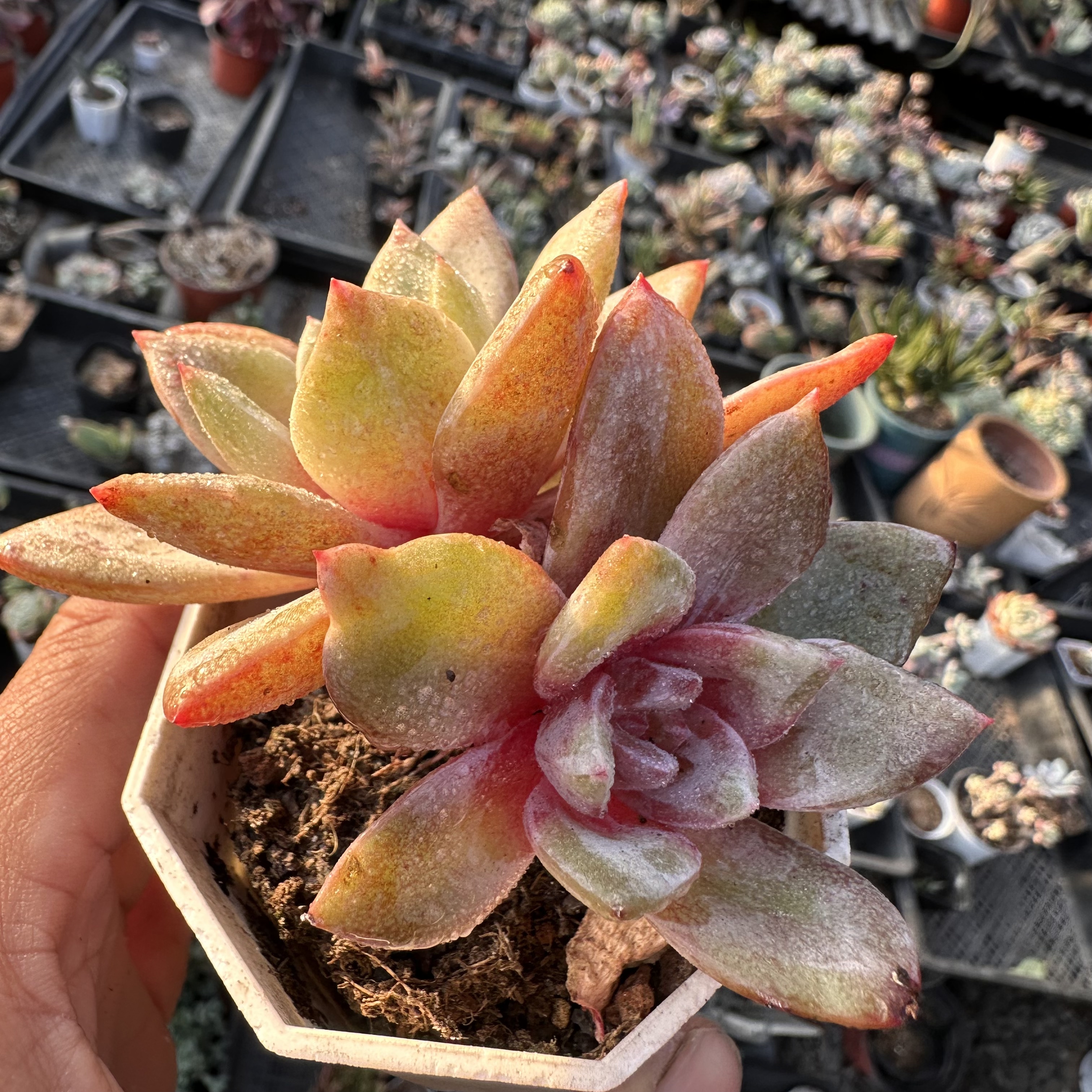 多肉植物德国香槟双头老桩花卉绿植盆栽可爱萌物办公室阳台花园