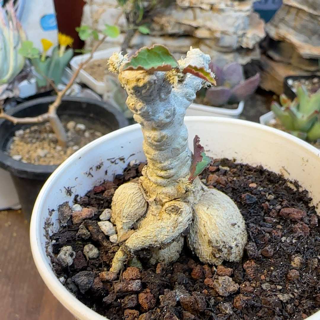 皱叶蜻蜓5年块根