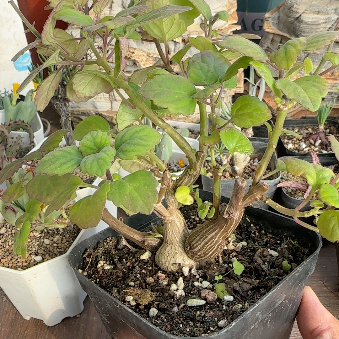 爱氏延命草5年块根