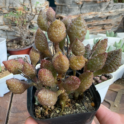 荔枝皮水泡4年桩