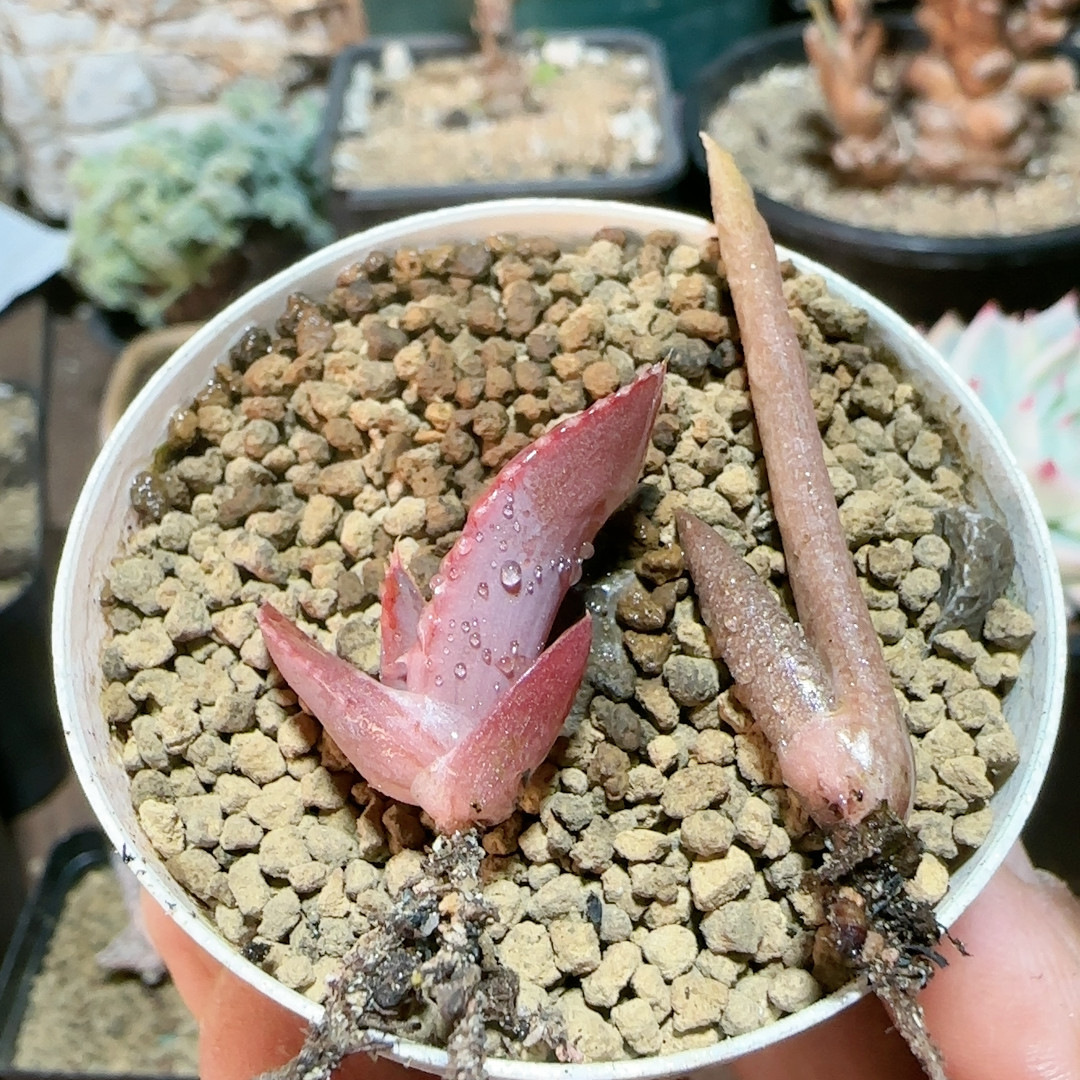 穗花芦荟加索赞芦荟俩打包苗,鲜花速递/花卉仿真/绿植园艺,多肉植物,淘宝优惠券,粉丝福利购,淘宝优惠卷