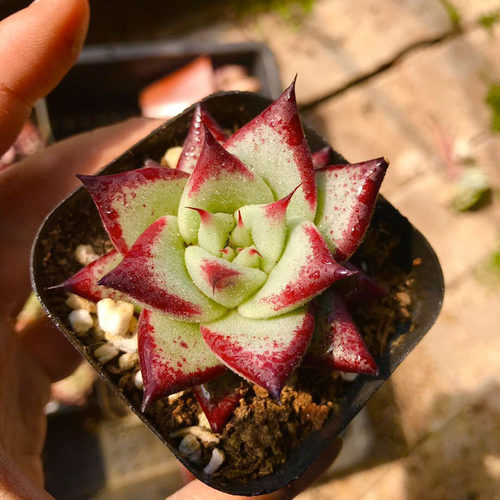 乌木黑潭汁多肉植物办公室绿植