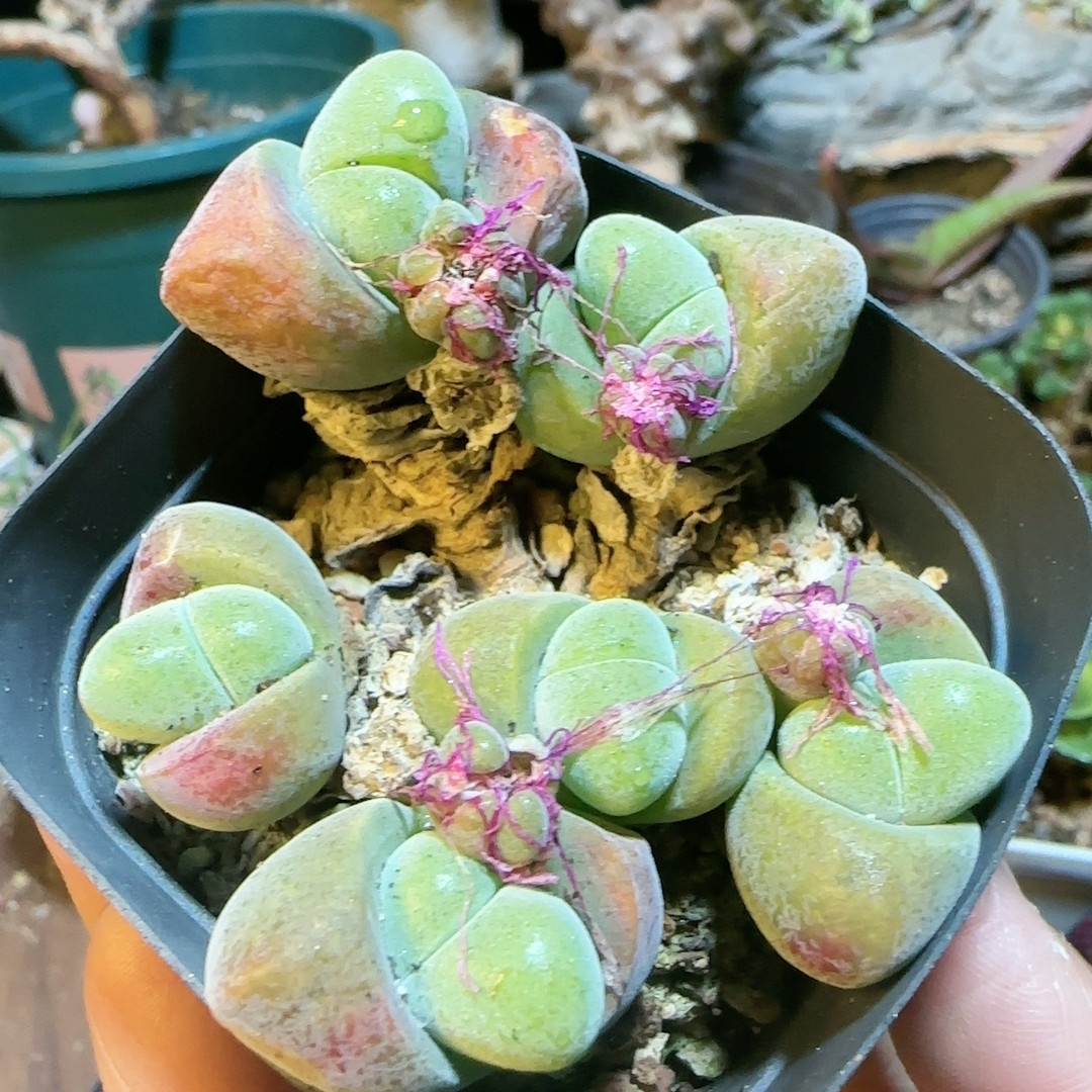 无比玉5年桩,鲜花速递/花卉仿真/绿植园艺,多肉植物,淘宝优惠券,粉丝福利购,淘宝优惠卷