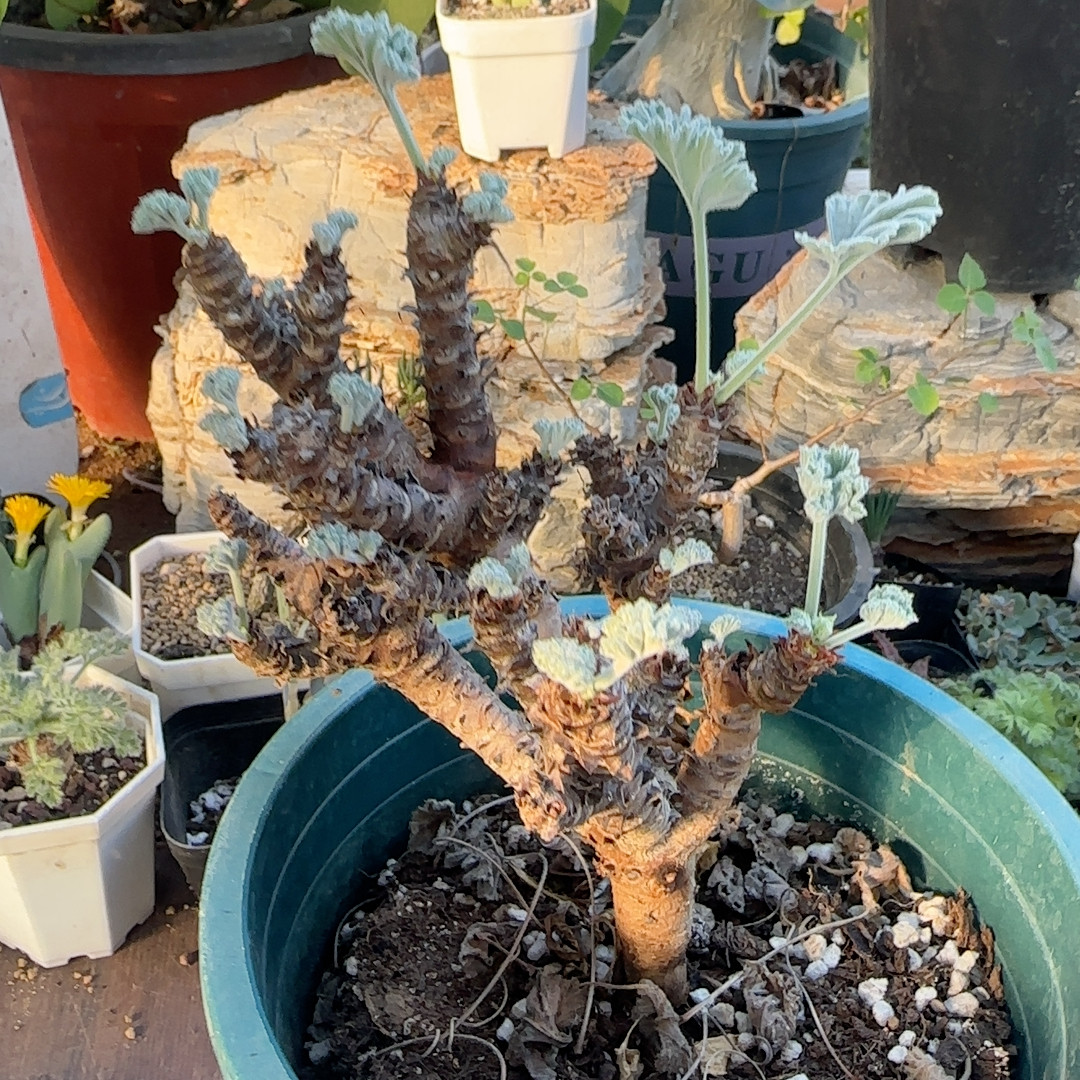 枝干洋葵5年块根