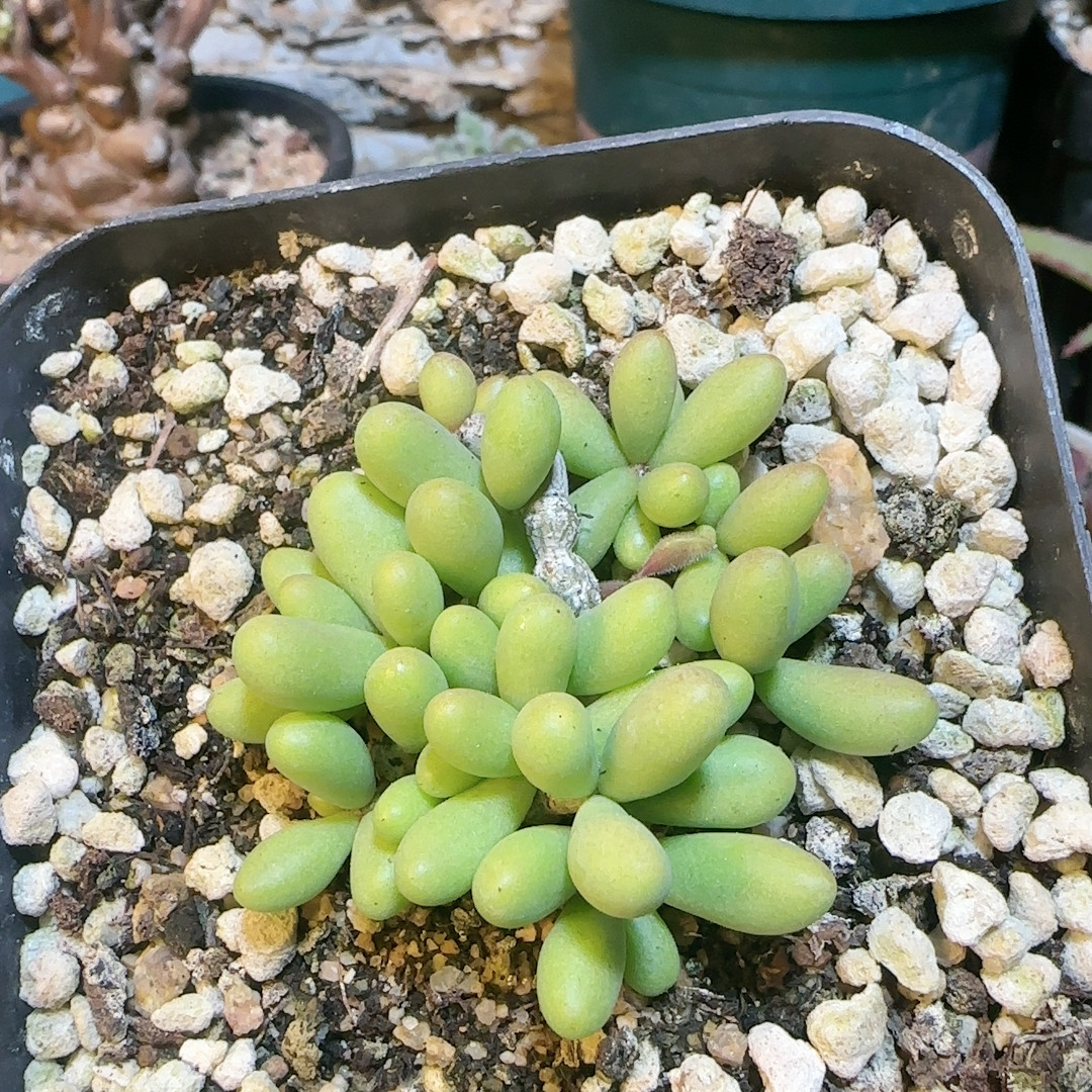 群卵奇峰锦5年,鲜花速递/花卉仿真/绿植园艺,多肉植物,淘宝优惠券,粉丝福利购,淘宝优惠卷