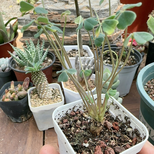 3年砂糖酢浆草块根