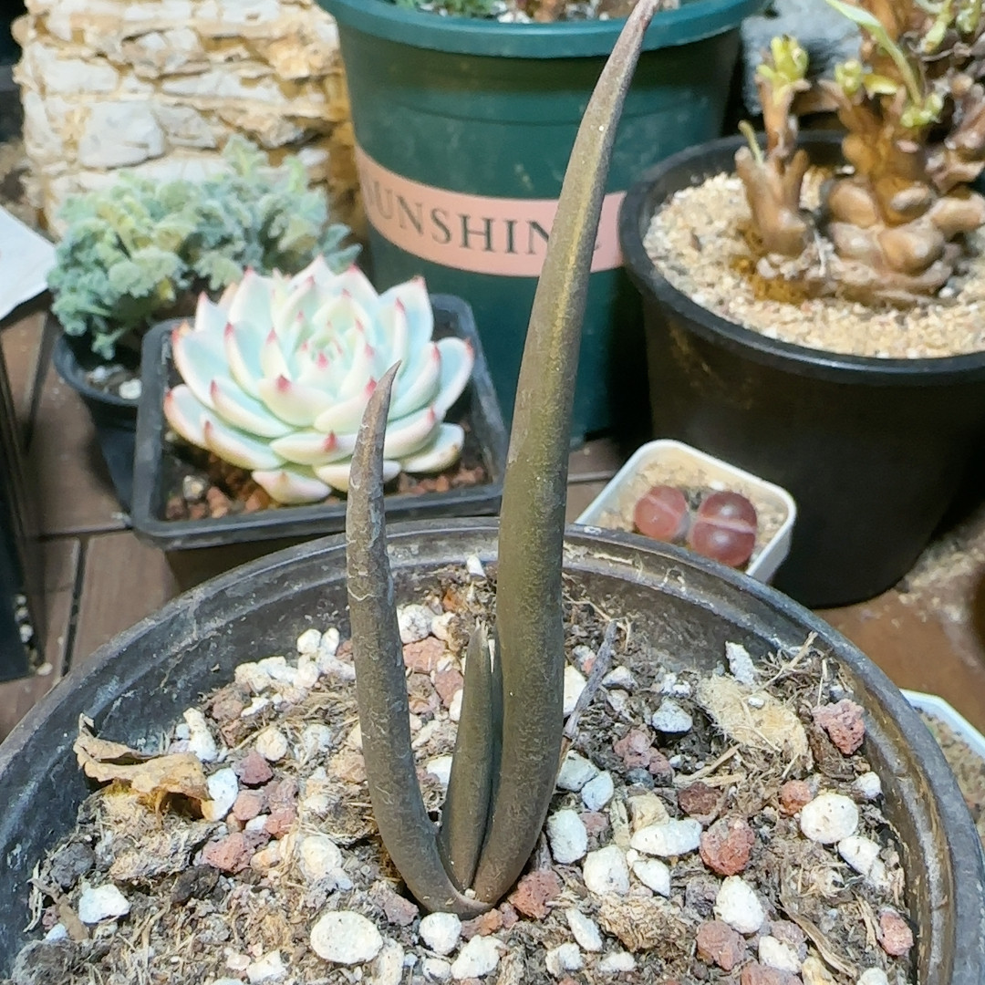 索赞芦荟2.5年9-10c m高,鲜花速递/花卉仿真/绿植园艺,多肉植物,淘宝优惠券,粉丝福利购,淘宝优惠卷