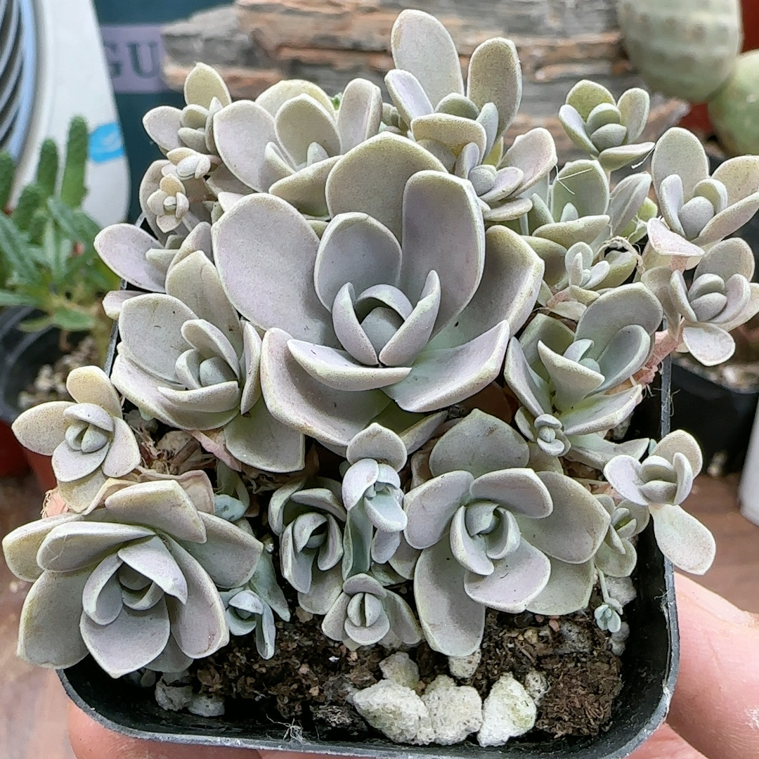 子持莲花捧花