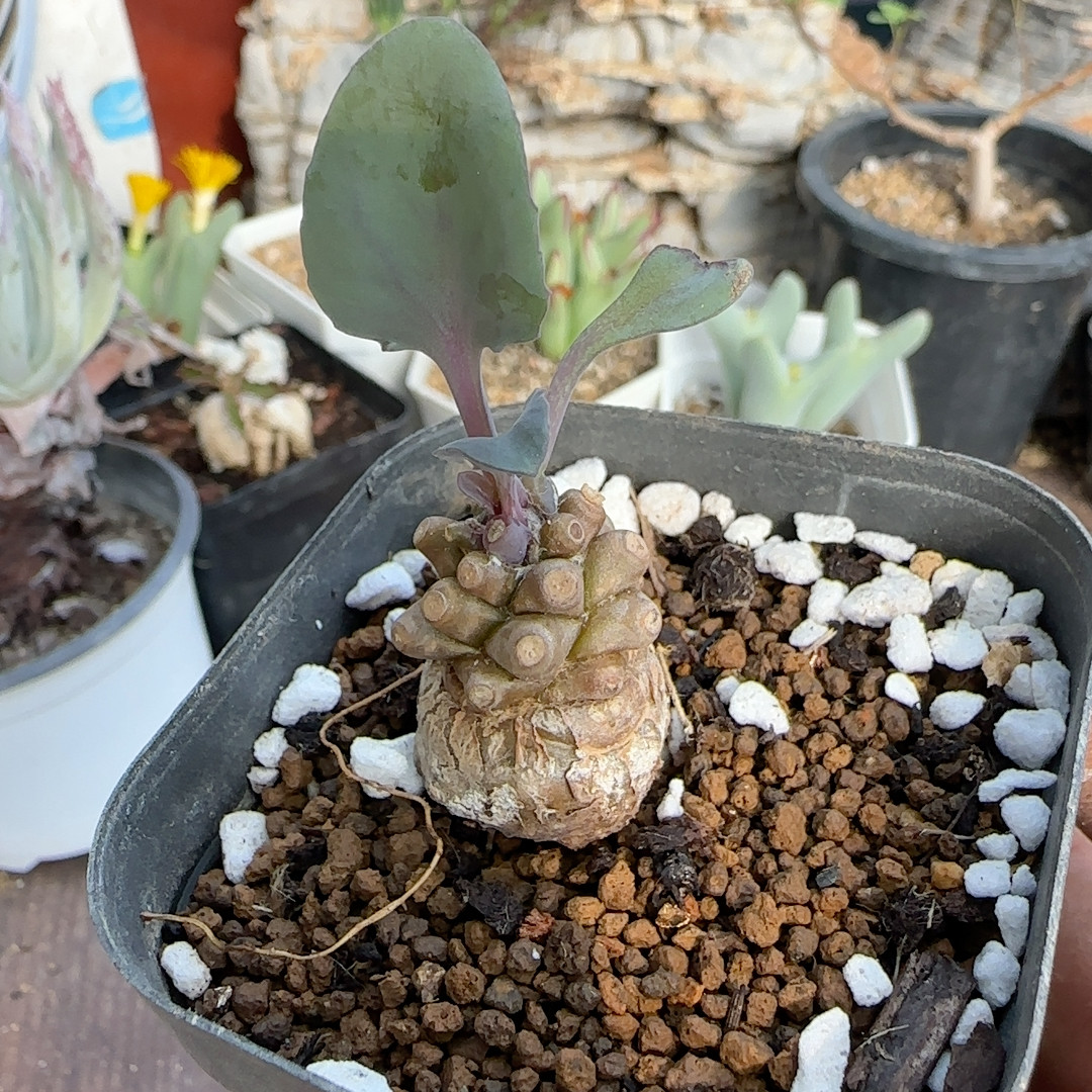 3年蔓鬼塔厚敦菊块根
