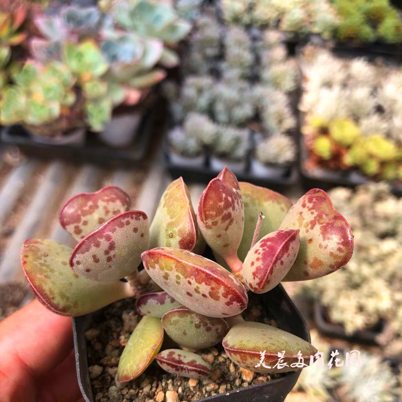 多肉植物爱心水泡多头老桩花卉绿植盆栽创意生活新手特价阳台室内