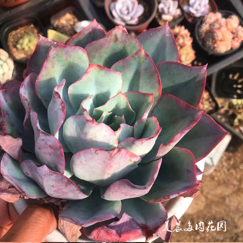 多肉植物大蓝光三仙花卉绿植盆栽创意生活新手套餐阳台可爱萌物