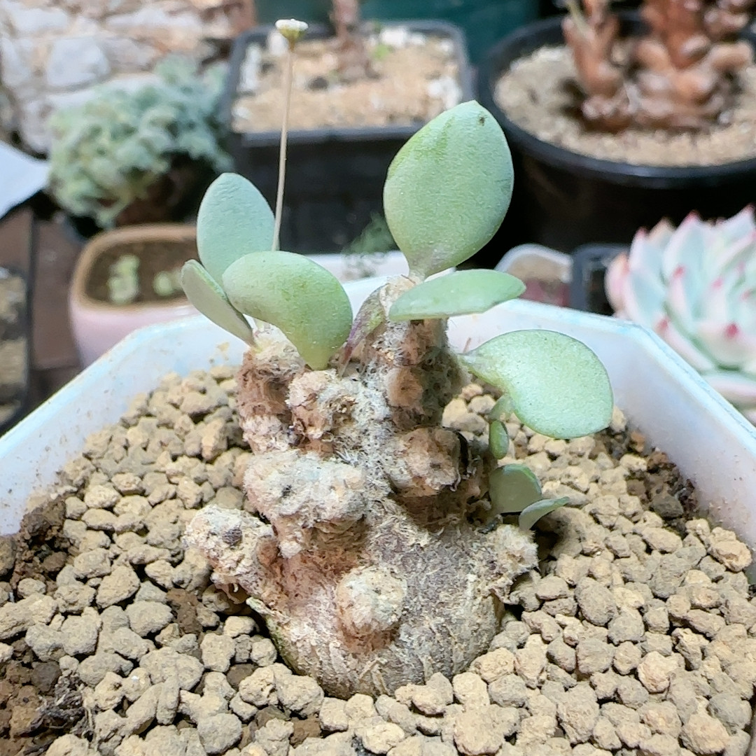 恩特美5年,鲜花速递/花卉仿真/绿植园艺,多肉植物,淘宝优惠券,粉丝福利购,淘宝优惠卷