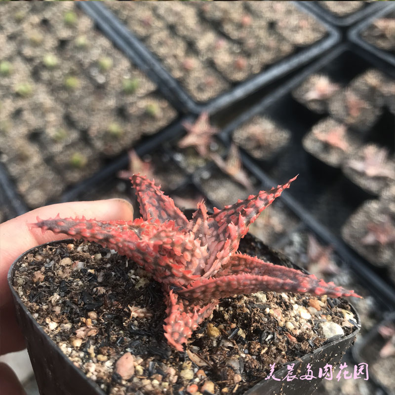 多肉植物密疣超级芦荟卉绿植盆栽创意生活新手套餐阳台可爱萌
