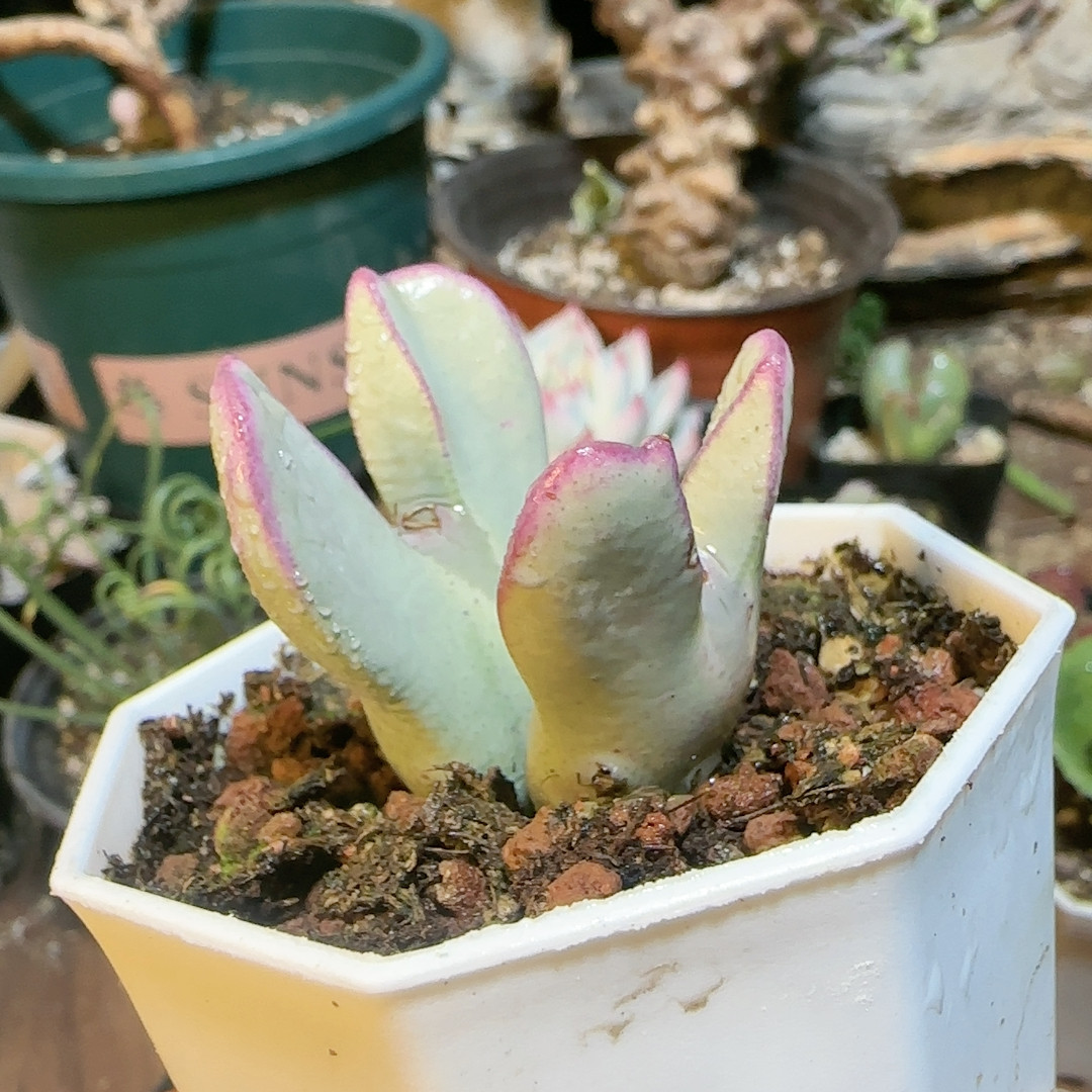 复愣鹿角纹红小袖,鲜花速递/花卉仿真/绿植园艺,多肉植物,淘宝优惠券,粉丝福利购,淘宝优惠卷