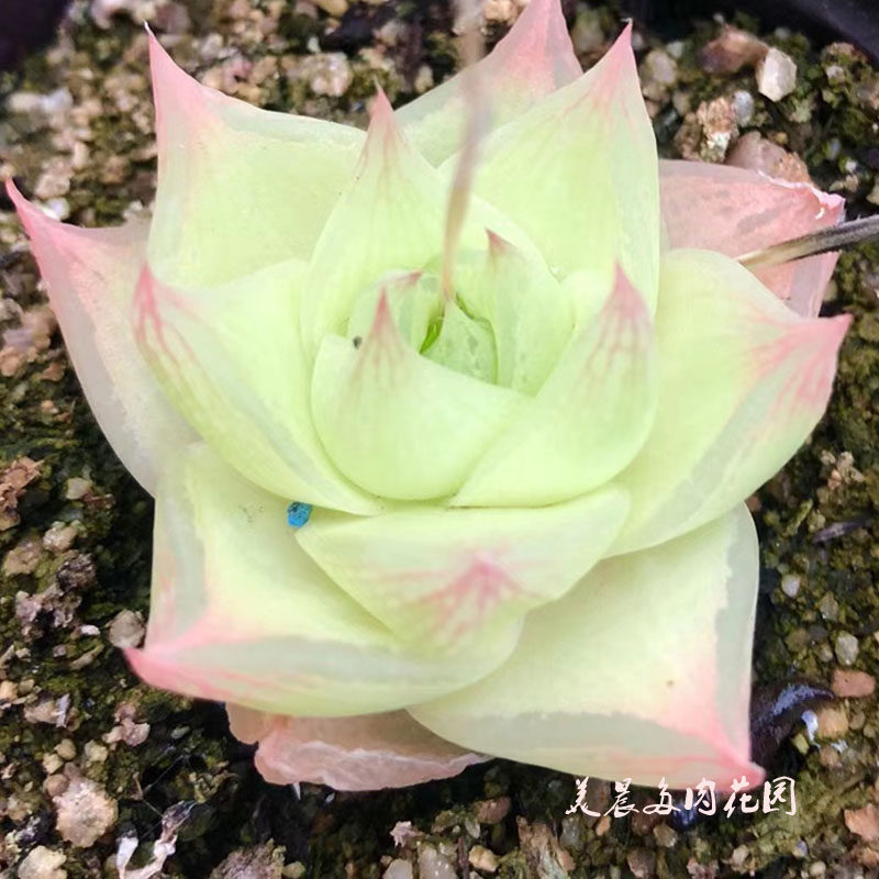 多肉植物美宝玉露花卉绿植盆栽创意生活新手套餐阳台可爱萌物