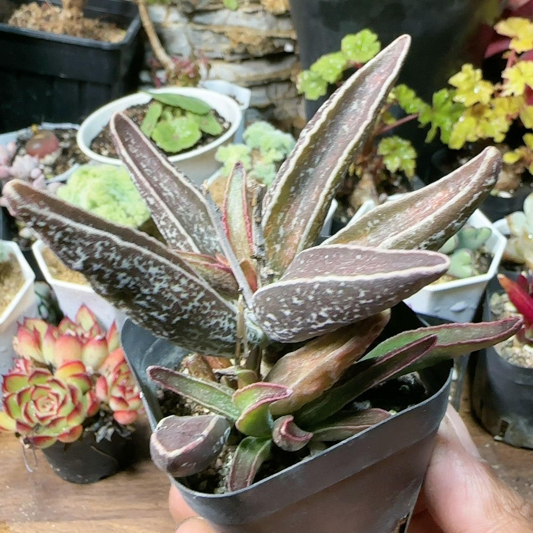 黑姬楞叶大老桩