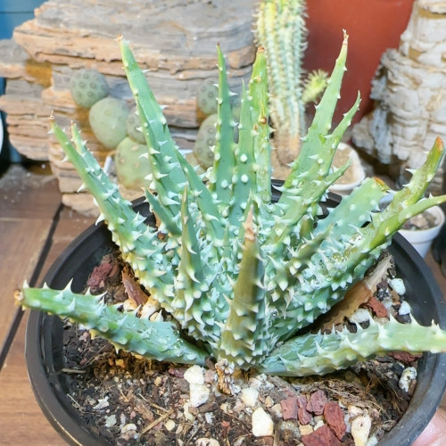 强刺深海帝王锦芦荟9cm3-4年