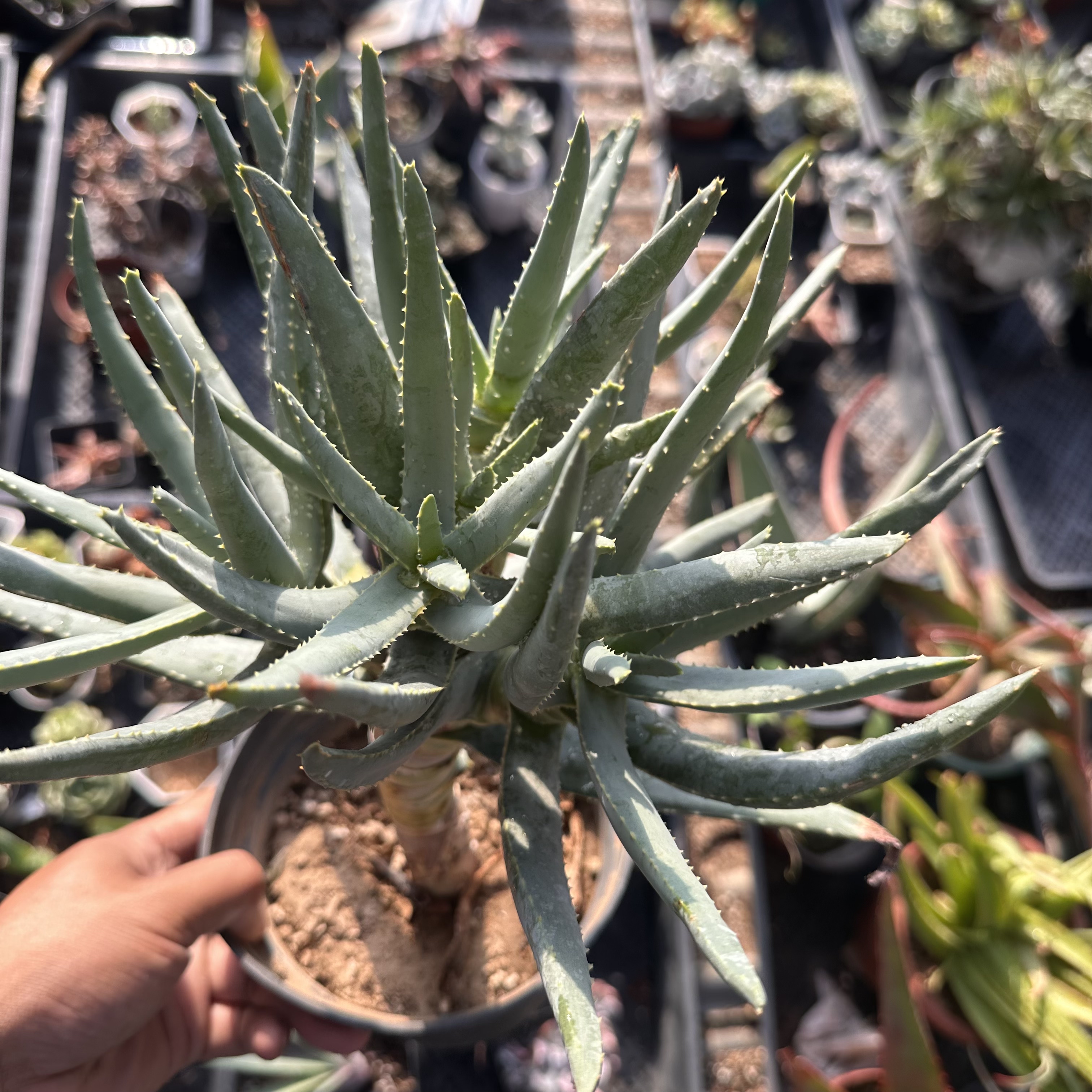 多肉植物多岐芦荟老桩群生多头鲜花绿植盆栽球办公室阳台可爱萌物