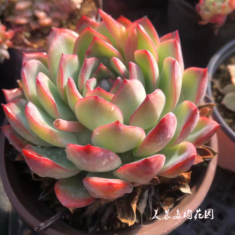 多肉植物雨燕座莲花座花卉绿植盆栽创意萌物阳台趣味客厅装饰美物