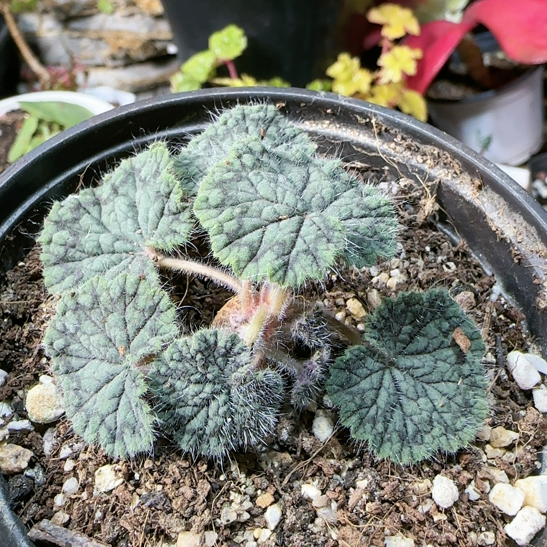 圆叶洋葵1.2c m