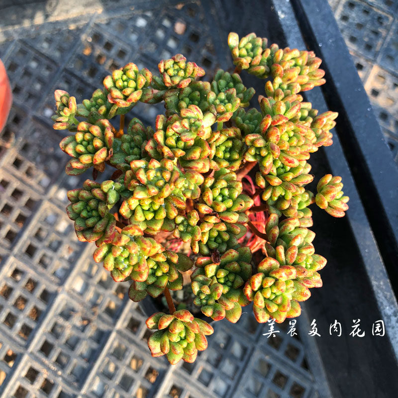 多肉植物棒叶小人祭多头群多肉美晨特价花卉绿植盆栽新手