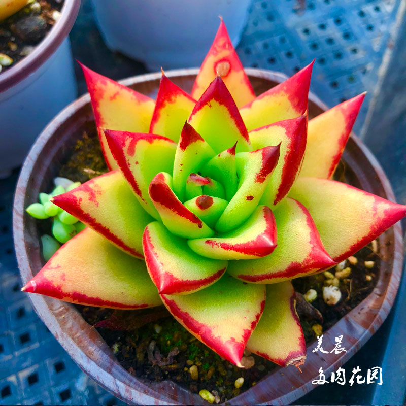 多肉植物口红魅惑之霄花卉绿植盆栽创意生活阳台客厅卧室趣味